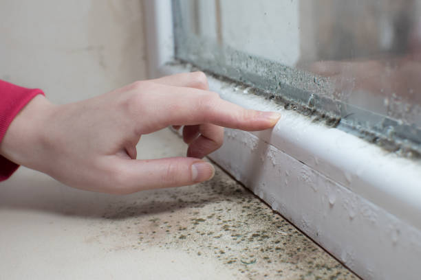 Best Mold Remediation for Healthcare Facilities  in Claude, TX